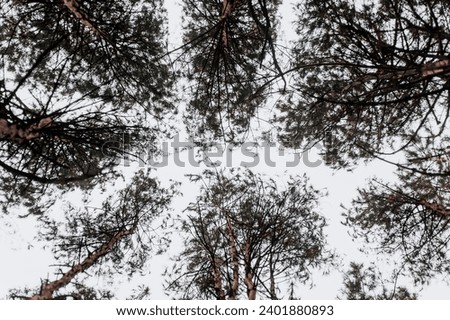 Background of spruce branches against the sky in the forest. Photography, landscape, abstraction, nature concept.