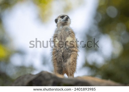 The meerkat (Suricata suricatta), portrait of suricate in lookout position.