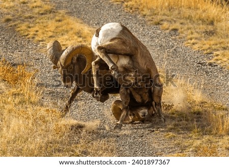 Big Horn Ram's during the Rut Royalty-Free Stock Photo #2401897367