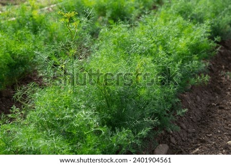 Closeup of fresh young green dill growing on vegetable garden. Harvest time.. Royalty-Free Stock Photo #2401904561