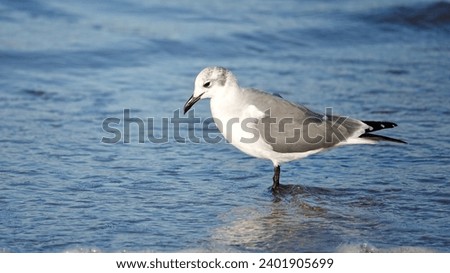          Laughing Gull standing in shallow water at Fish Haul Beach Park. Bird is in profile and water provides the background.                       Royalty-Free Stock Photo #2401905699