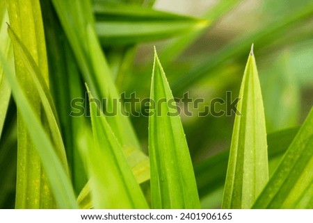 Closeup pandan leaves texture background. Green leaves with beautiful pattern in jungle for organic concept. Natural plant in tropic garden