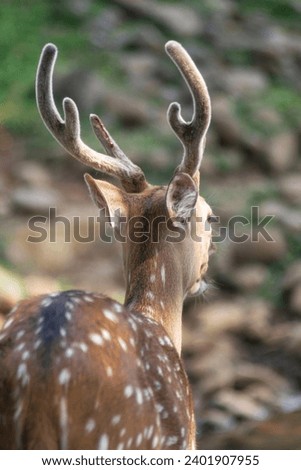 Beautiful young deer from behind look with very good horns. animal photography.
