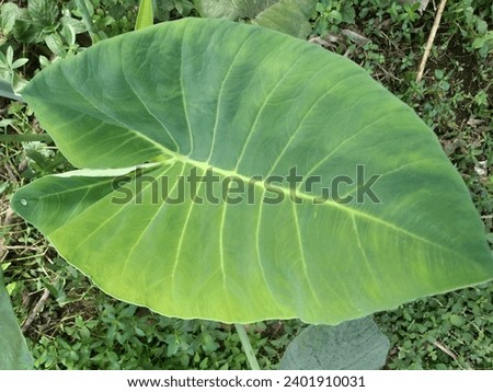 taro leaves are very green and beautiful