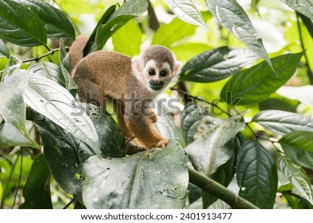 Squirrel monkey in the Amazon jungle in Colombia
