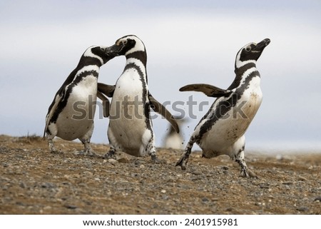 Three Magellanic penguins, two of which are in close quarters as the other one walks away from them