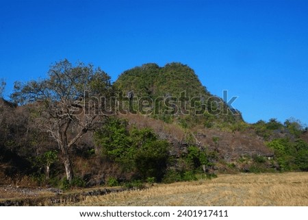 Photo views of trees around the slopes of the gung and dry rice fields