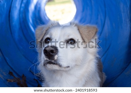 white fluffy dog in a blue tunnel outdoors