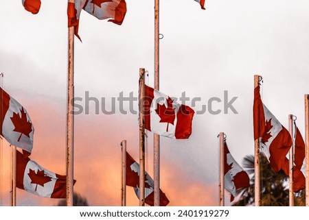 Canadian flags on white poles