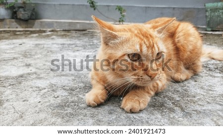 A cute orange cat was sitting on the small path in front of its owner's house, and looking to the side.