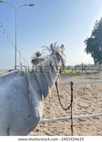A gathering place for horses in the state of Sohar in the Sultanate of Oman. I would like to see the pictures #oman #sohar