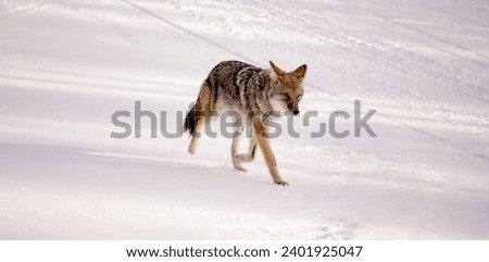 Coyote Wolf Wolves in Winter in Yellowstone National Park, Wyoming and Montana. Northwest. Yellowstone is a winter wonderland, to watch the wildlife and natural landscape.