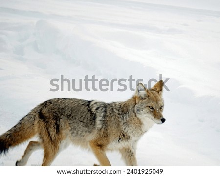 Coyote Wolf Wolves in Winter in Yellowstone National Park, Wyoming and Montana. Northwest. Yellowstone is a winter wonderland, to watch the wildlife and natural landscape.