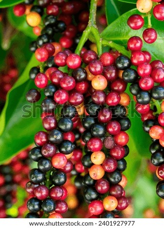 Bignay fruit - Antidesma bunius