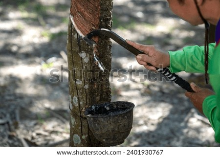 Worker farmers' hands are tapping latex from a rubber tree with a knife, In the early morning. Rubber plantation farmers are working on tapping rubber.