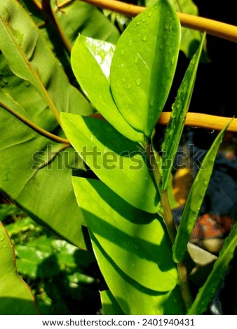 leaf, leaves, foliage,stalk, tree, garden, plant, park, nature, natural, green,weed, Thailand, picture background, beautiful 