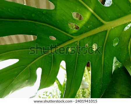 leaf, leaves, foliage,stalk, tree, garden, plant, park, nature, natural, green,weed, Thailand, picture background, beautiful 