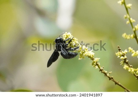 Vespa affinis, the lesser banded hornet, is a common hornet in tropical and subtropical Asia. Perched and resting on a fruit plant with a natural background
