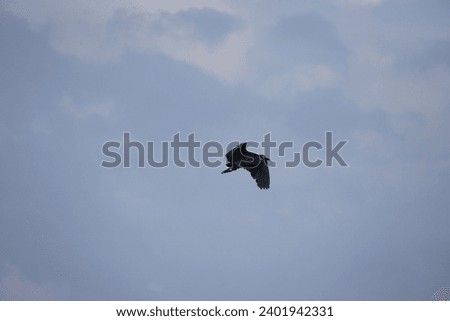 Black bird in the sky. Mystical picture