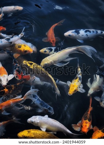 Colorful charming koi fishes moving in pond