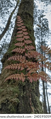 A red and green fern growing out of a large tree in the woods. The fern has long, thin leaves, and the tree is covered in moss. There are other trees in the background.