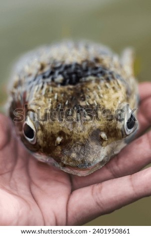 Tetraodontidae. Pretty tropical fish. Close up of cute puffer fish lying on man hand Royalty-Free Stock Photo #2401950861
