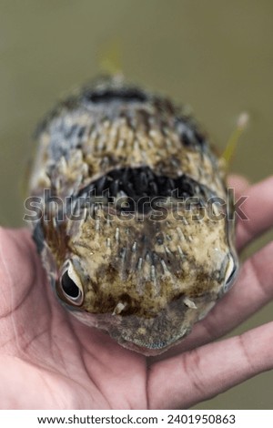 Tetraodontidae. Pretty tropical fish. Close up of cute puffer fish lying on man hand Royalty-Free Stock Photo #2401950863