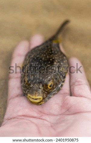 Tetraodontidae. Pretty tropical fish. Close up of cute puffer fish lying on man hand Royalty-Free Stock Photo #2401950875