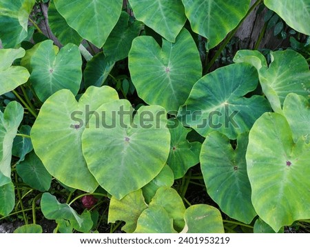 Group of Elephant's Ear or Taro Plants (Colocasia Esculenta). A Species of the Araceae Family. Green Foliage for Background. Leaf Texture.
