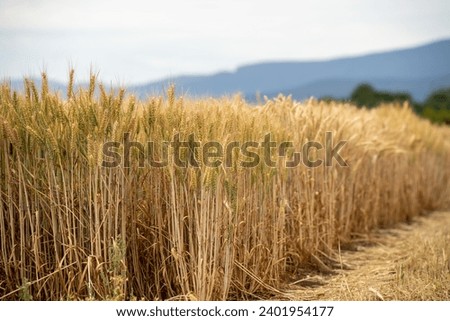 wheat grain crop in a field in a farm growing in rows. growing a crop in a of wheat seed heads mature ready to harvest. barley plants