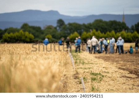 group of agro business farmers in a field learning about wheat and barley  Royalty-Free Stock Photo #2401954211