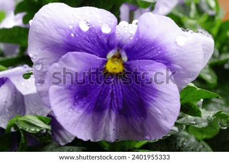    Water droplets, the grace of purple pansies wet with raindrops, and pretty petals                            