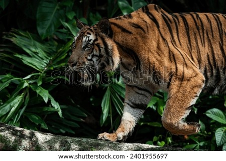 Tiger walking foraging in the forest, the nature of mammals. Royalty-Free Stock Photo #2401955697