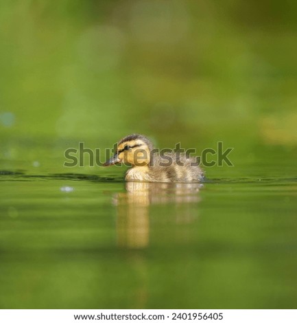 Mallard duckling resting at lakeside. Mallards are large ducks with hefty bodies, rounded heads, and wide, flat bills. Royalty-Free Stock Photo #2401956405