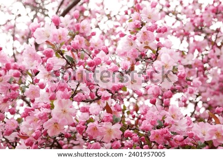 crab apple blossoms in April Royalty-Free Stock Photo #2401957005