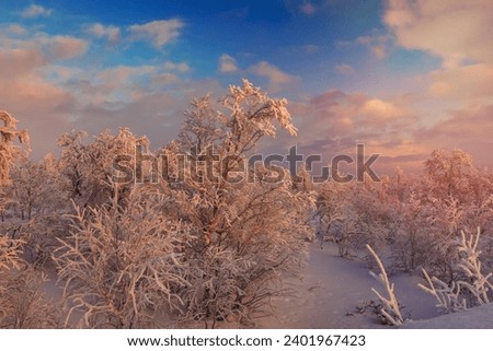 Winter trees in mountains covered with fresh snow.