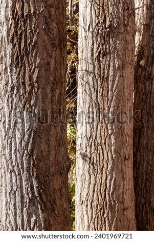 The beauty of nature in an abstract and conceptual way. This photo captures the beauty of nature in an abstract and conceptual way. The photo is a close-up of the bark of a tree. The bark is ....
