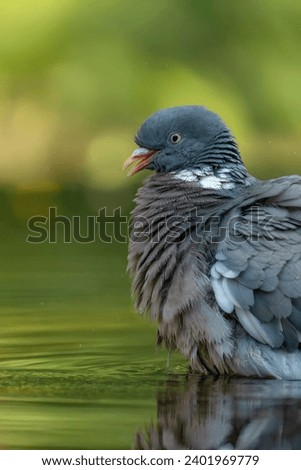 Portrait of a Common Wood Pigeon (Columba palumbus) taknin a bath in the forest Overijssel in the Netherlands. Funny bird.                                             