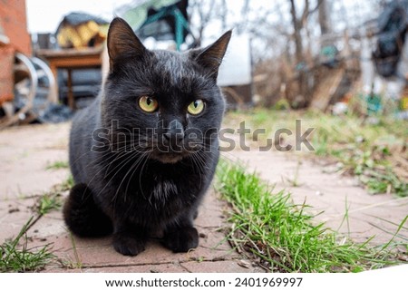 Close-up of a black cat on the street on a summer day.
