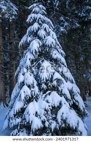 Close up of snow covered fir tree in front of tree silhouette