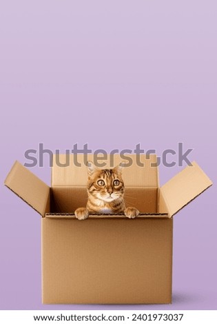 Cute Bengal cat sitting in a cardboard box. A cat looks out of a box on a purple background. Copy space.