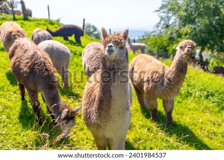 Alpaca farm, free-range for wool that is similar to sheep