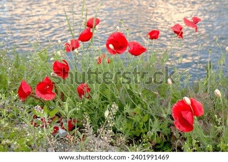 red poppies blooming by the river