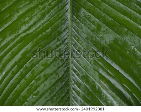 green leaf in a selective focus 
