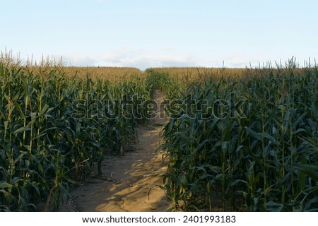 Corn in the field. Agricultural farm field with corn harvest in summer and autumn. Agriculture, cultivation, growth, vegetables concept.