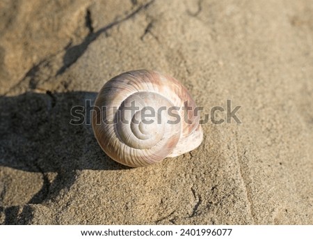 An Adana snail shell on stone in the autumn Royalty-Free Stock Photo #2401996077