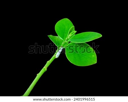 A fresh green leaf and slender stem lie on a transparent background, creating a picture of natural beauty.
