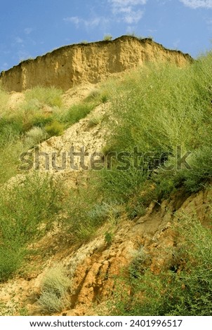 Geography. Geology. Botany. Marine transgression. 30-meter clay cliffs on banks of Dnieper-Bug fresh estuary as result of current water erosion. Agrillophile, xerophile - wormwood, quinoa, astragalus Royalty-Free Stock Photo #2401996517