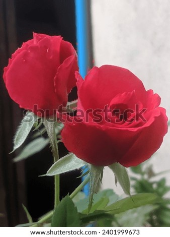 Picture of two blooming red rose