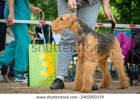 Airedale terrier dog at a dog show. Royalty-Free Stock Photo #2402003159